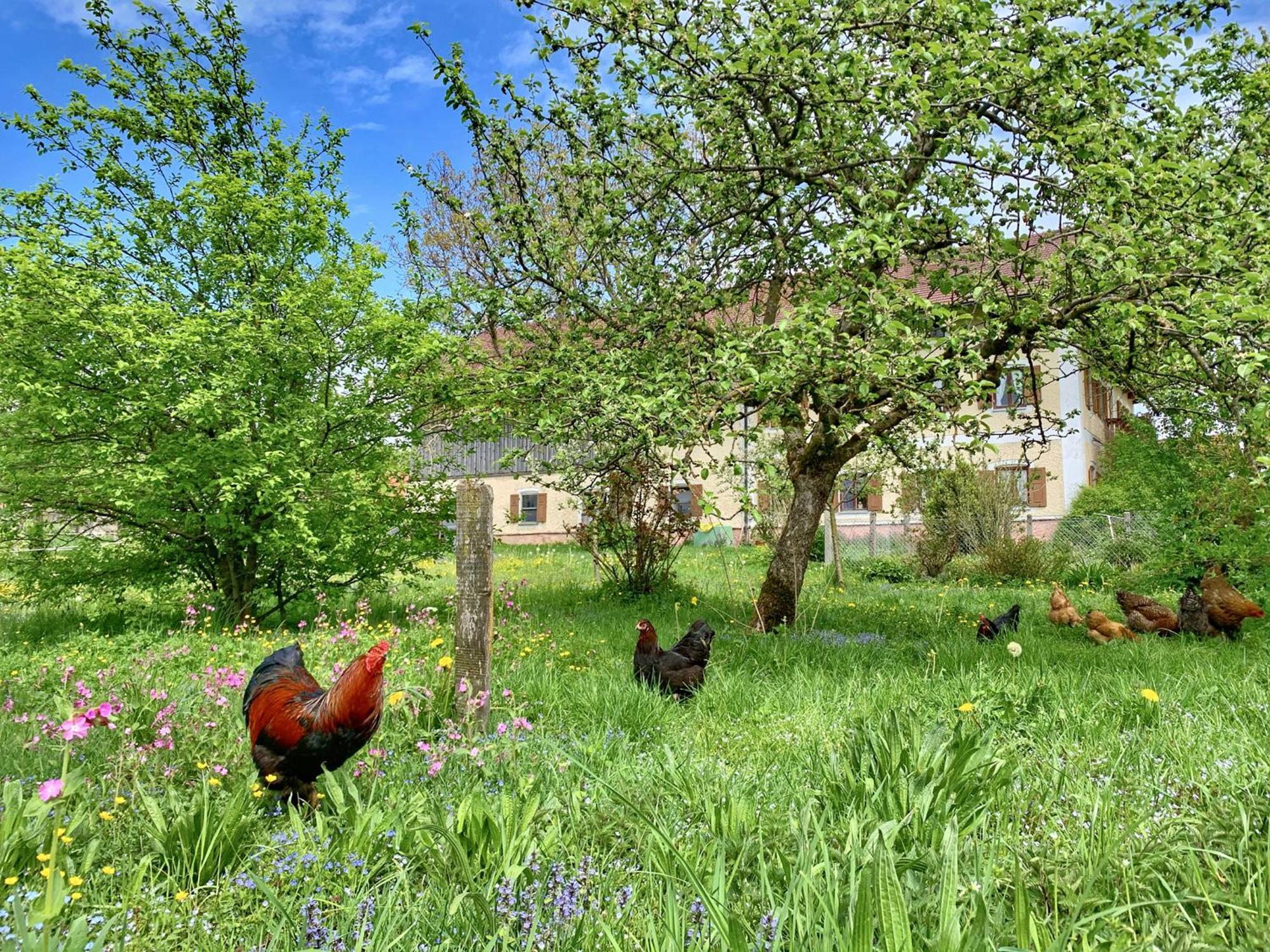 Bauernhof Geigerhof Villa Aschau im Chiemgau Dış mekan fotoğraf